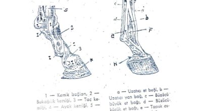 atlarda ayak yapısı eklem bağları