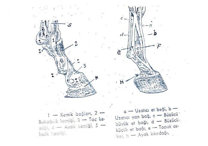 atlarda ayak yapısı eklem bağları