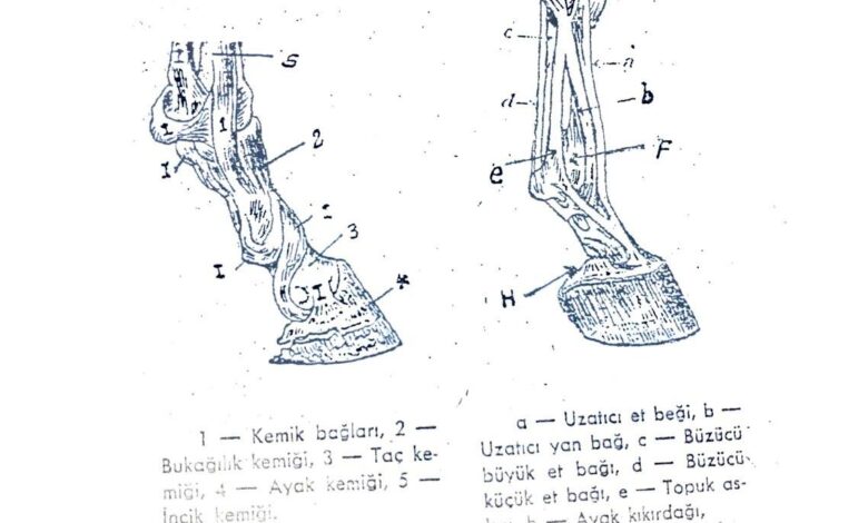 atlarda ayak yapısı eklem bağları