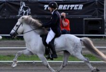 atlarda yürüyüş kusurları