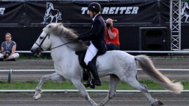 atlarda yürüyüş kusurları