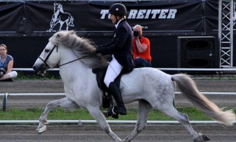 atlarda yürüyüş kusurları