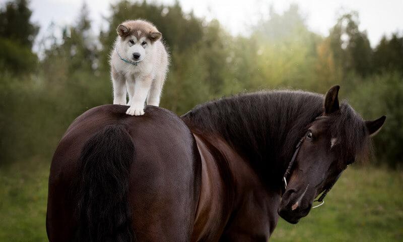 Atlar insanların duygularını hissediyor mu? Atların duygusal özellikleri nelerdir? 1
