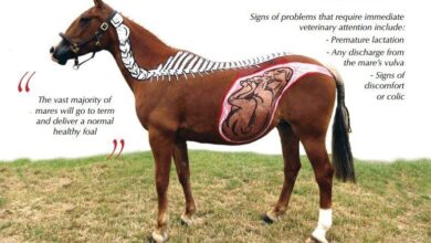 Atlarda Gebeliğin Belirtileri ve Evreleri 18