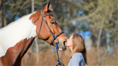 Atlarla İletişim Kurmanın Yolları: Beden Dili ve Ses Tonu 1