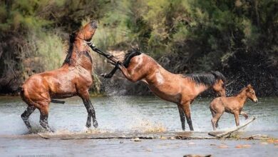 atlar neden çifte atar
