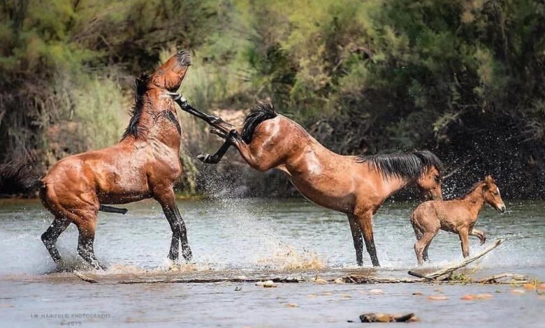 atlar neden çifte atar