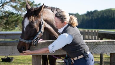 Atlara Ödül ve Ceza Nasıl Verilir? Ödül ve Ceza Arasındaki Denge Nasıl Sağlanır? 46