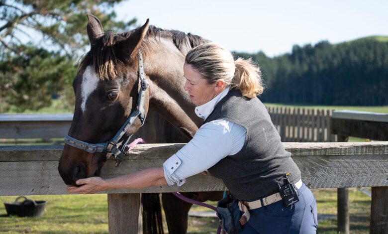 Atlara Ödül ve Ceza Nasıl Verilir? Ödül ve Ceza Arasındaki Denge Nasıl Sağlanır? 1