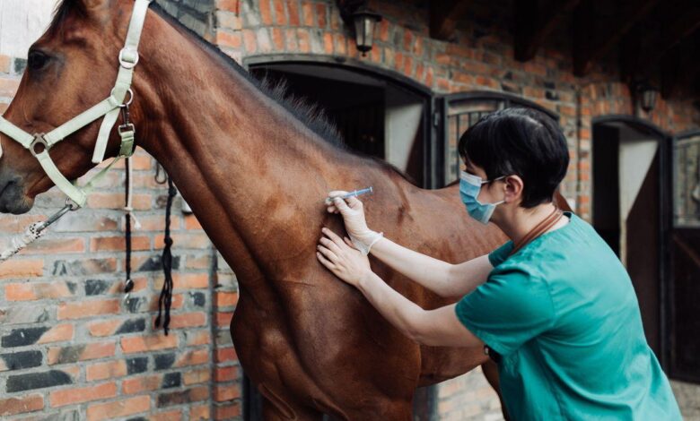 Atlar için Aşı Takvimi 1