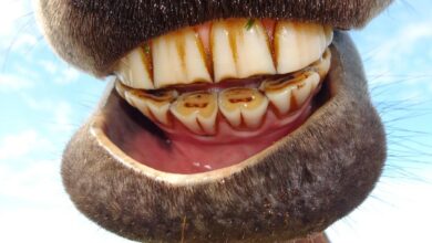 Atlarda Diş Hastalıklarının Belirtileri: Nelere Dikkat Etmelisiniz? 42