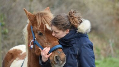 At ve Binici Arasında Güven ve Bağ Nasıl Oluşturulur? 37
