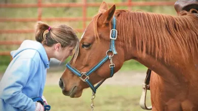 At Terapisi ve Rehabilitasyon Programları 34