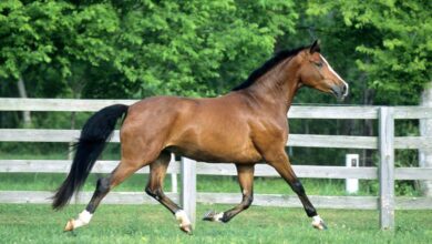 Westphalian Atı: Tarihi, Özellikleri ve Kullanım Alanları 1