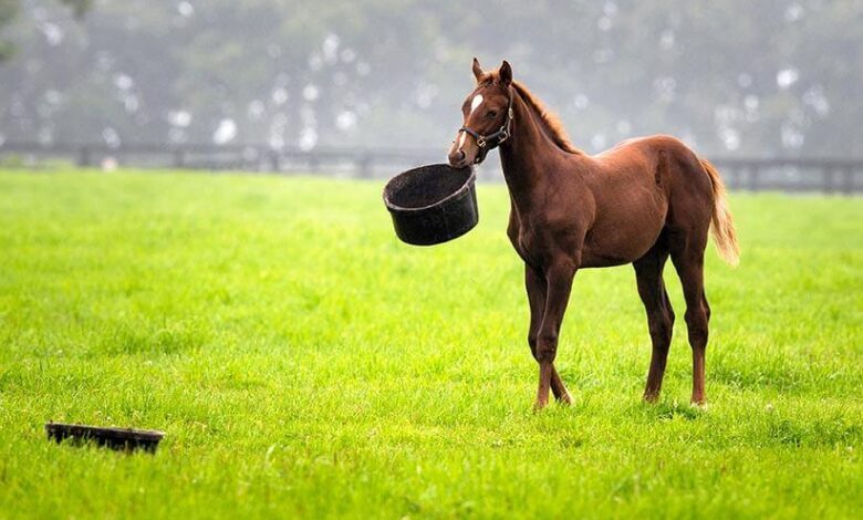 Atlarda Beslenme Hastalıkları: Belirtileri, Tedavileri ve Önleme Yolları 1