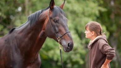 Atlar sizin ne zaman öfkelendiğinizi anlayabilir mi? 3
